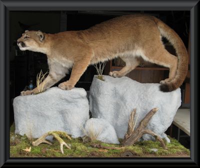 Life Size Idaho Mountain Lion with Habitat