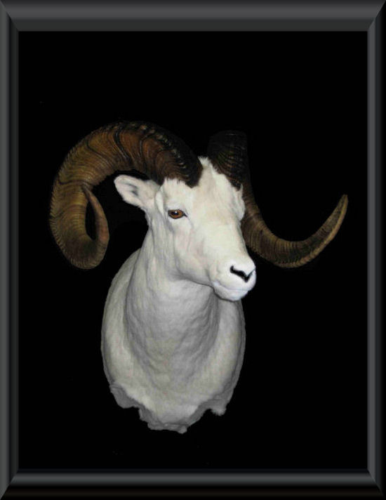 #03 - Alaska Dall Sheep