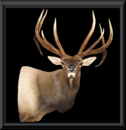 #09 - 325" 5x5 Idaho Elk