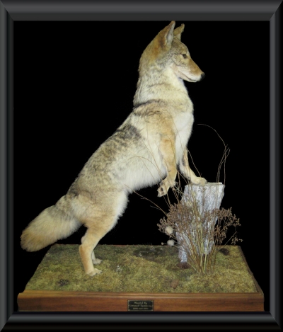 #15 Stunning life size Male Coyote w/habitat base